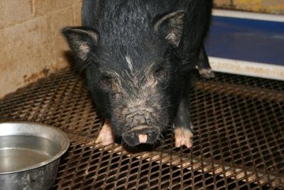 Potbellied pig up for adoption at Floyd County Animal Control | Local News  