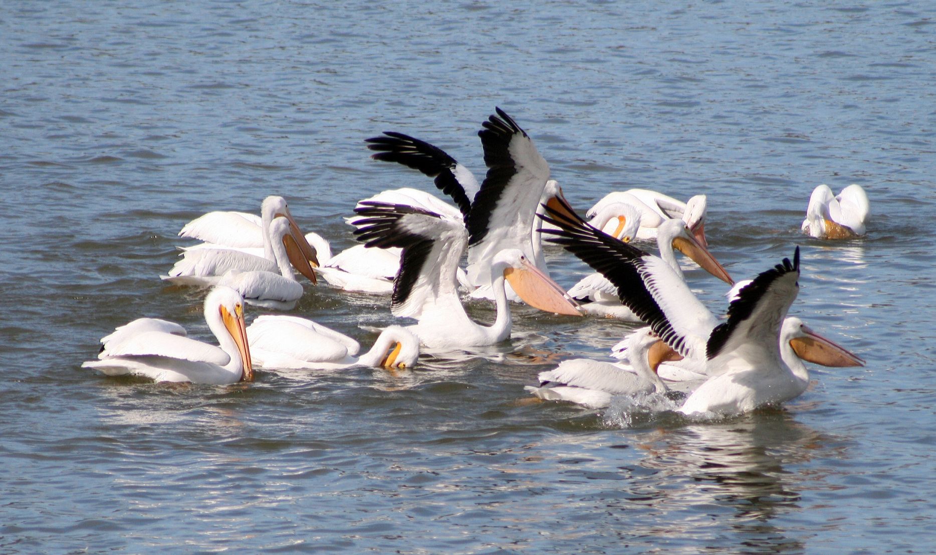 Pelican sightings becoming more common | Local News