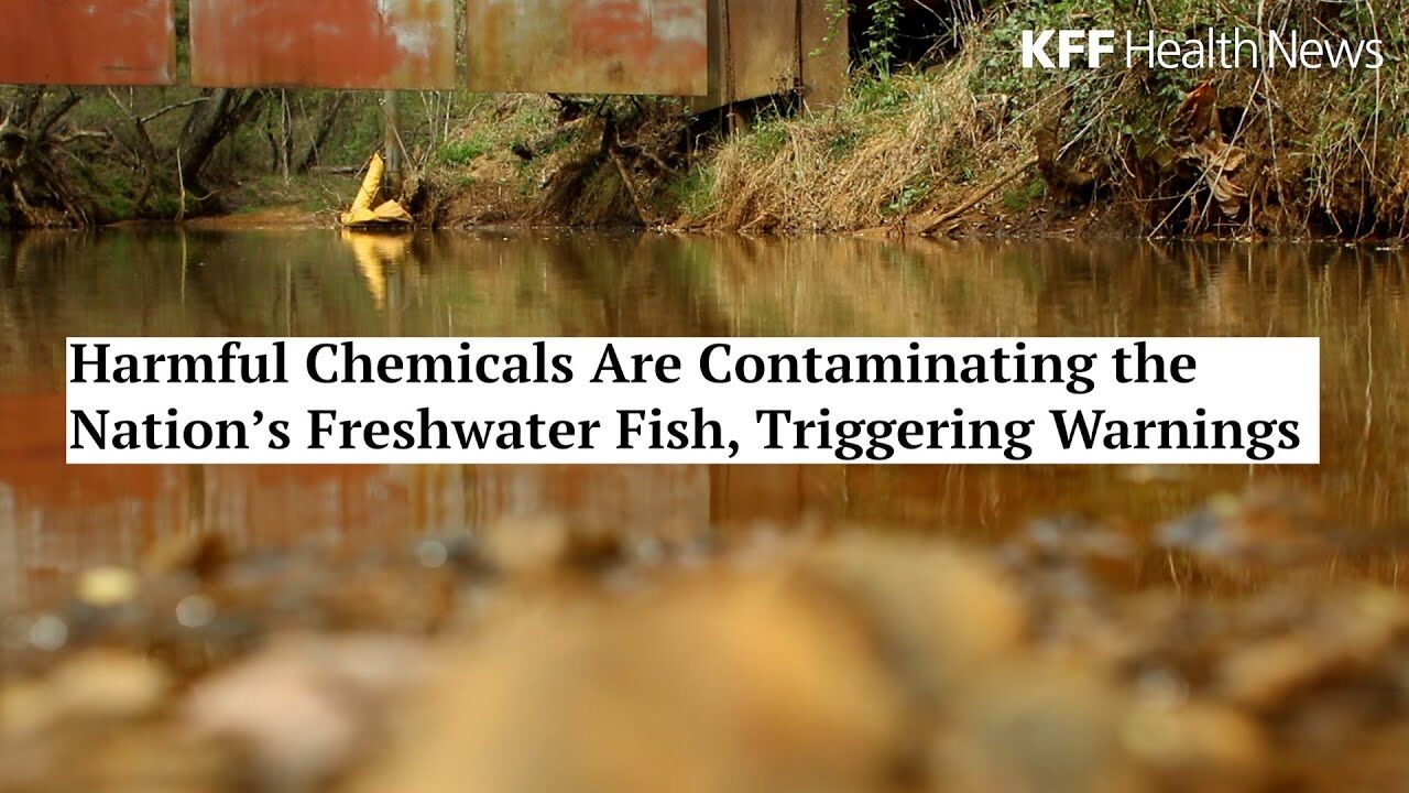 ‘Forever Chemicals’ Found In Freshwater Fish, Yet Most States Don’t ...