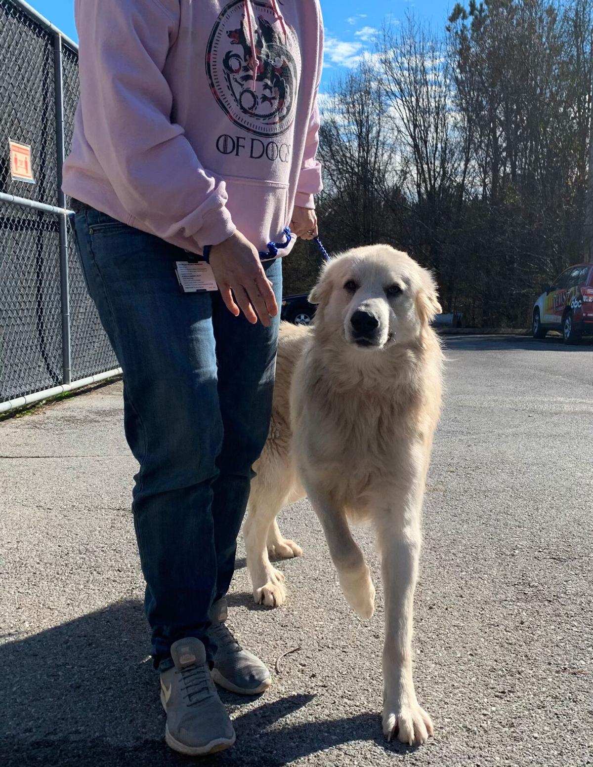 Catoosa County Animal shelter largely emptied on Jan. 22 Catoosa