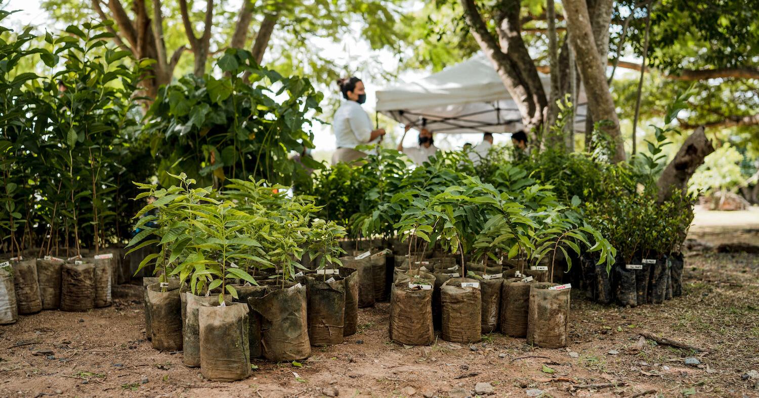 Para la Naturaleza repartirá 25 mil árboles nativos gratis - Vimarsana News