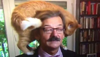 VIDEO: Gato interrumpe entrevista en vivo y causa furor en las redes