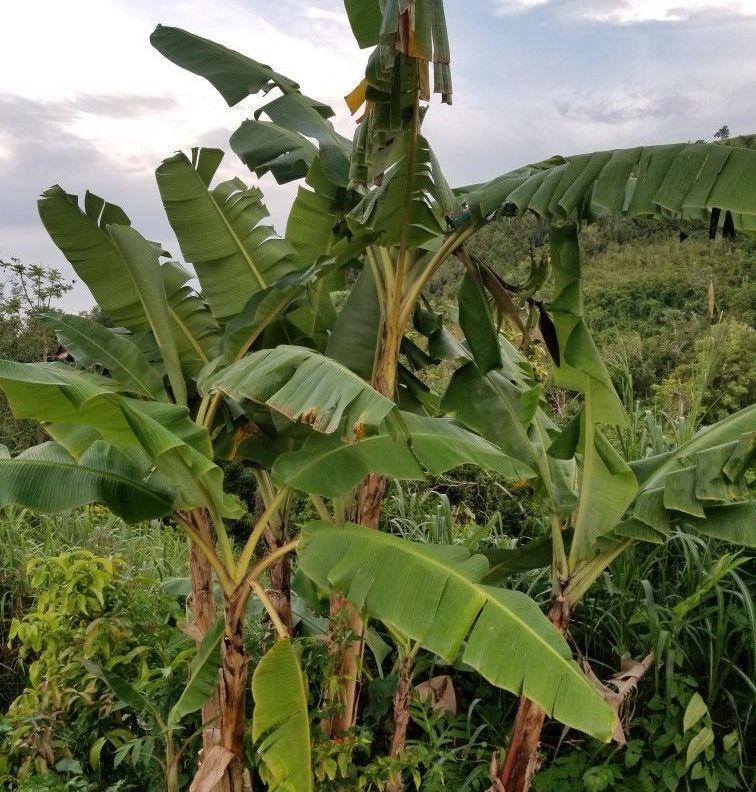 ¿Conoces la diferencia entre una mata de plátano y de guineo