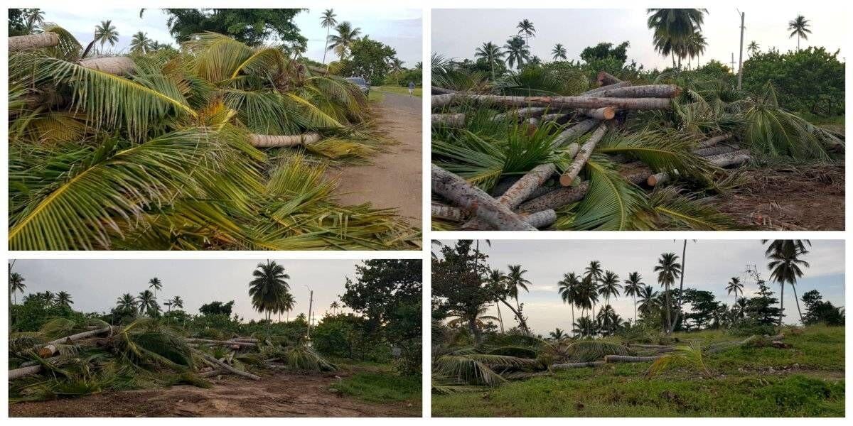 FEMA dice autoriza tala de 14 árboles pero ciclistas contabilizan 566  árboles cortados en Cerro Gordo | Gobierno y Política | notiuno.com