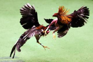 La ley prohibe las peleas de gallos.