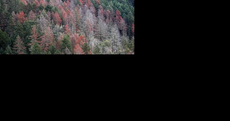 'This is a call to action': BLM wants to log dead and dying trees in Southern Oregon - Vimarsana News