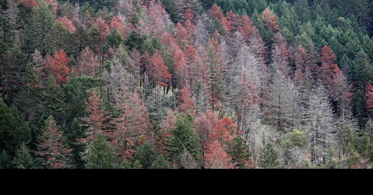 'this Is A Call To Action': Blm Wants To Log Dead And Dying Trees In 