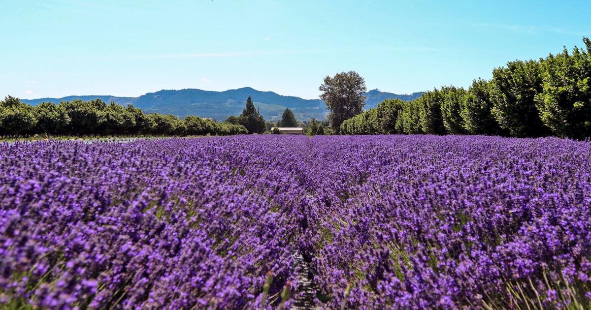 Lavender Festival returns to Roseburg Local News