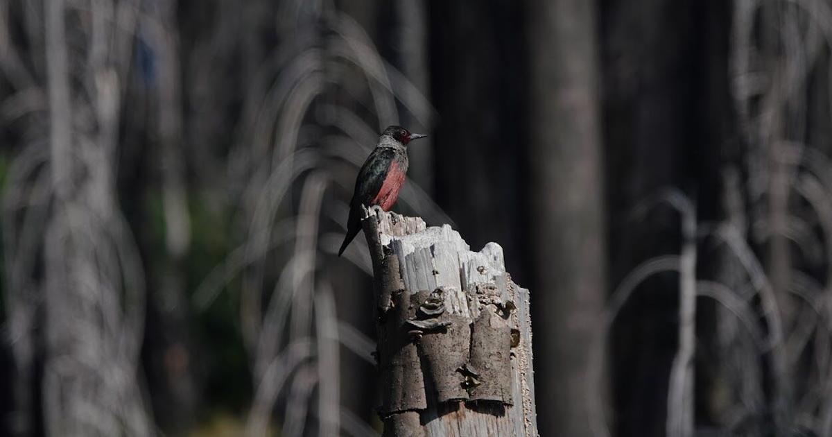 251017-nrs-ou-wildlife-1.JPG