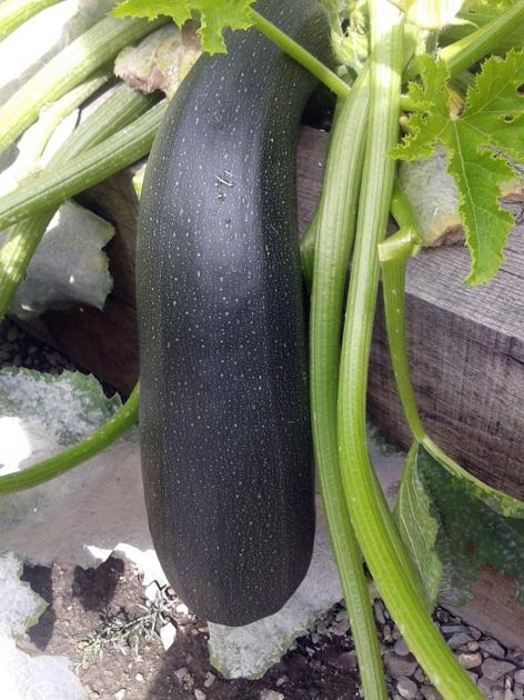 Ask A Master Gardener Why Grow Zucchini Home And Garden Nrtoday Com