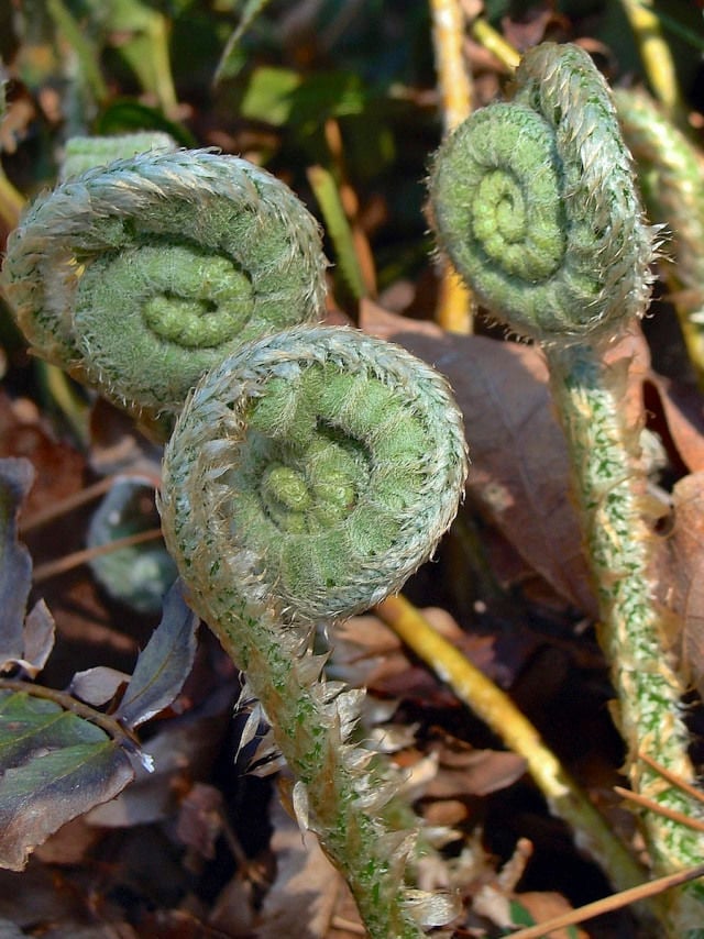 Ask a Master Gardener How to care for Christmas ferns Home And