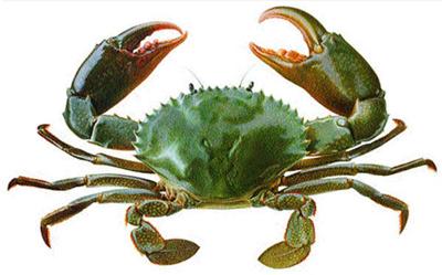 green crab