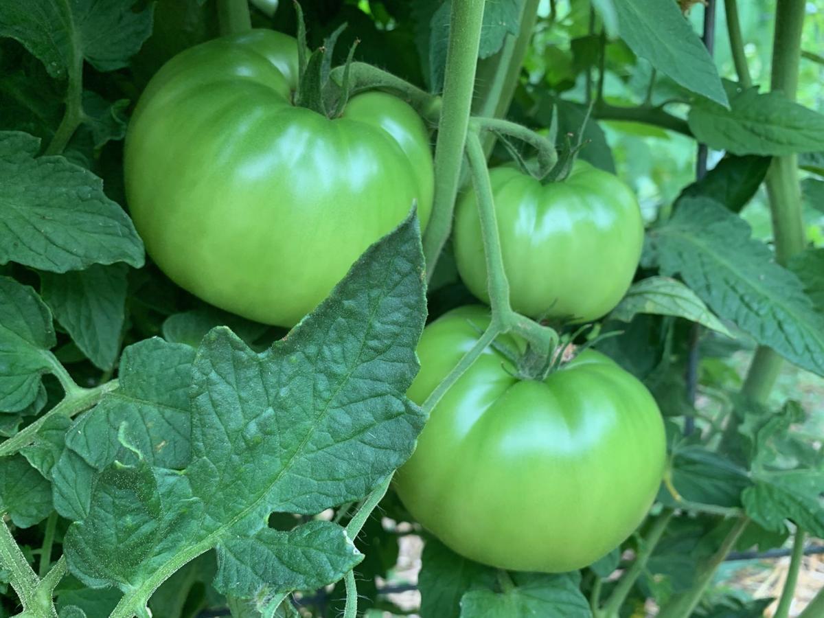 Selecting Which Tomato Plants to Grow - Alabama Cooperative Extension System