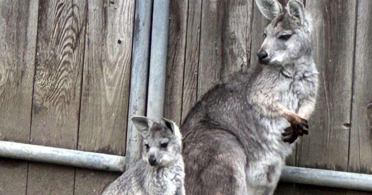 Wallaroo joey born at Wildlife Safari - Vimarsana News