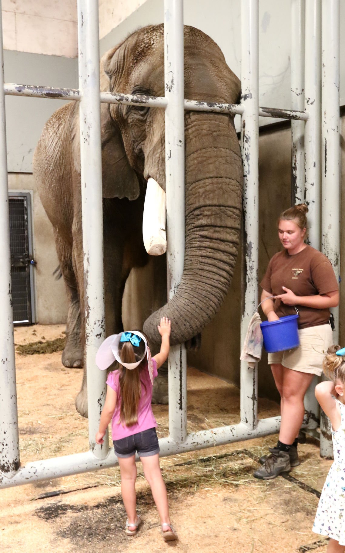 Wildlife Safari mourns the loss of George the Elephant, who died Monday |  Local News | nrtoday.com