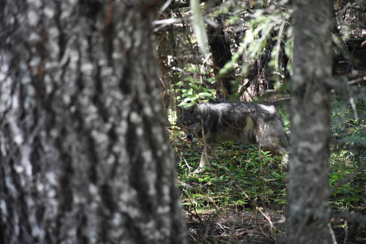 Odfw Indigo One Of Eight New Gray Wolf Packs In Oregon News