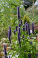 Bursts of color all summer with perennials