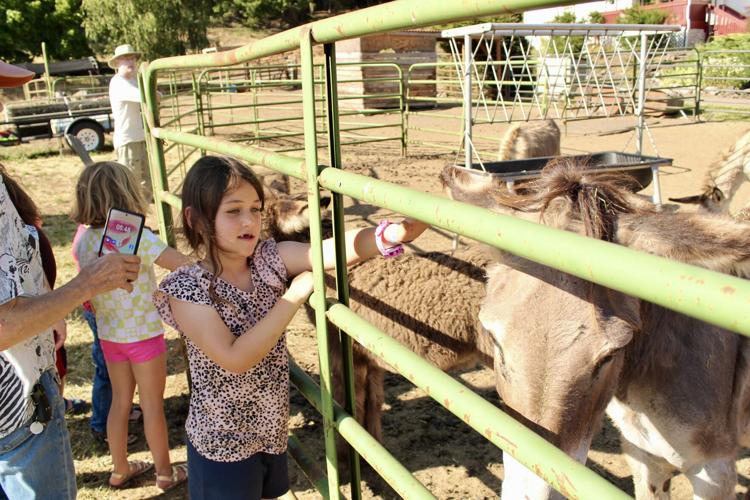 Terringer Farm jumps headfirst into the world of donkeys | News ...