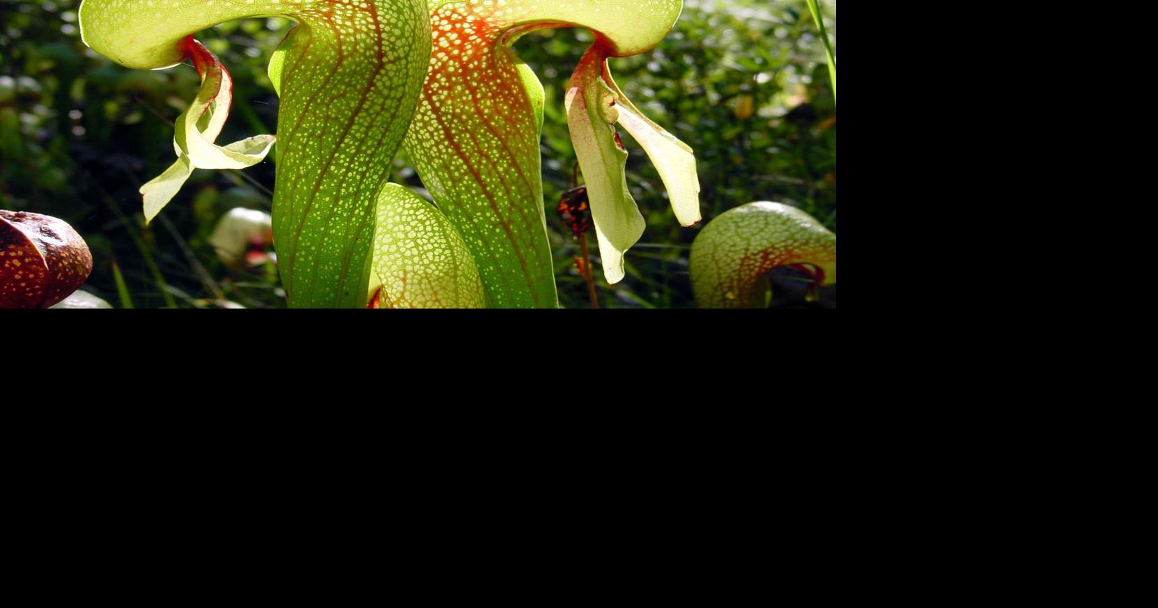 21+ Oregon Carnivorous Plants