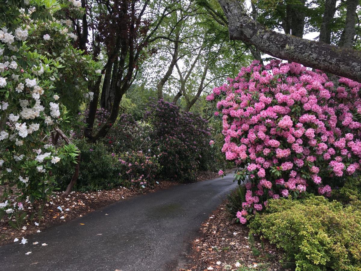 Hinsdale Garden visitors with rhododendron blooms Outdoors