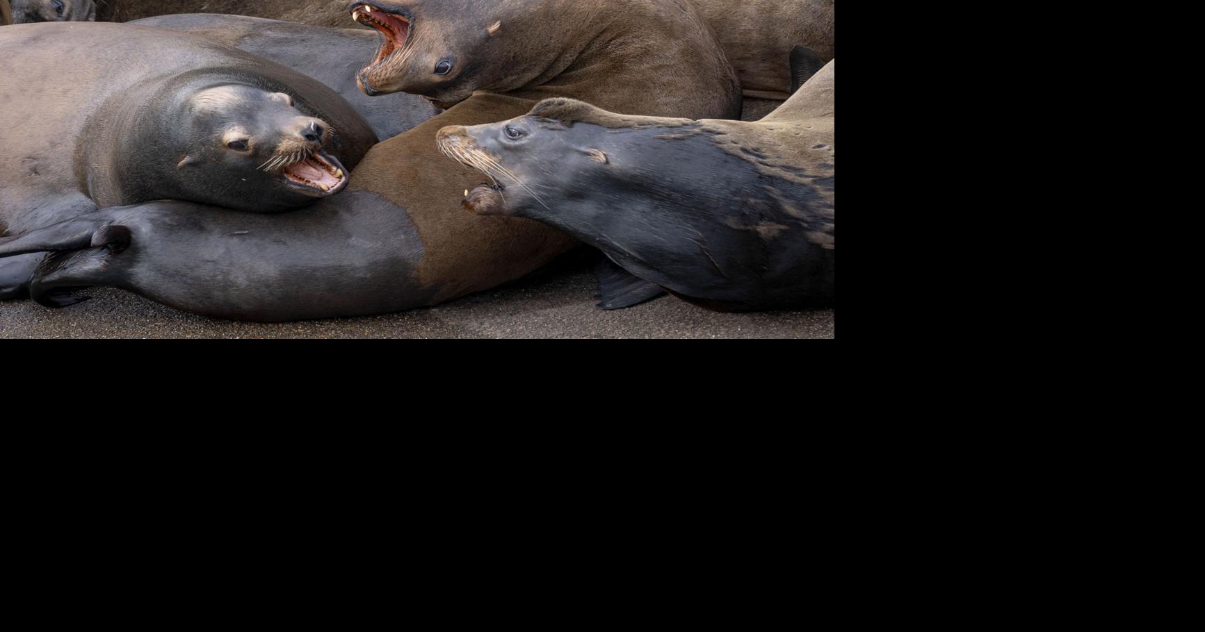 Sea lion disease breaks out along Oregon coast Environment