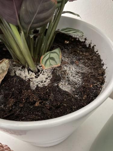 How To Get Rid Of Fungus Gnats In Houseplant Soil - Get Busy Gardening