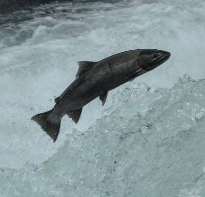 Oregon Closes Hunting Fishing To Out Of State Residents Coronavirus Nrtoday Com