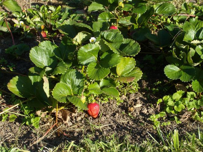 Growing Strawberries in the Home Garden
