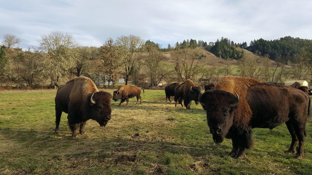 Farm to Fork Buffalo Tasty Tuesday