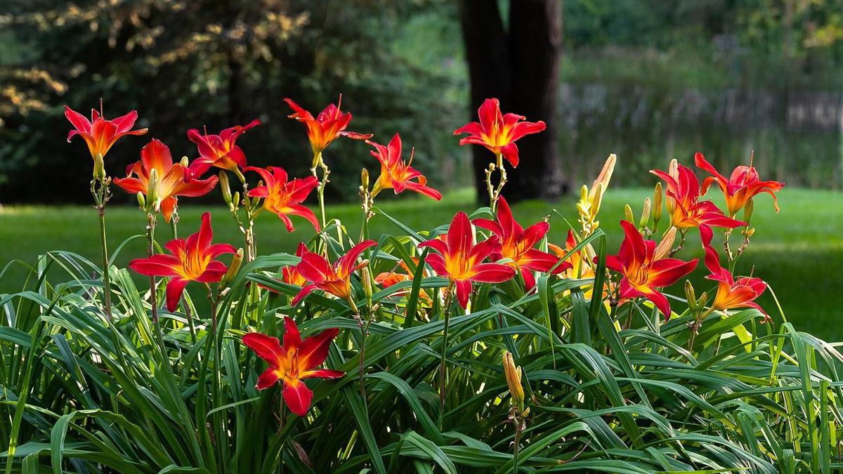 flowers to plant