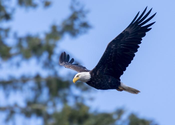 Bald Eagle