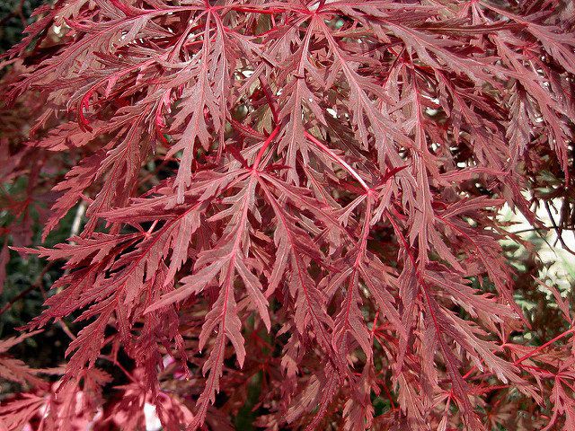 Japanese maples are a great addition to any landscape | Home and Garden ...