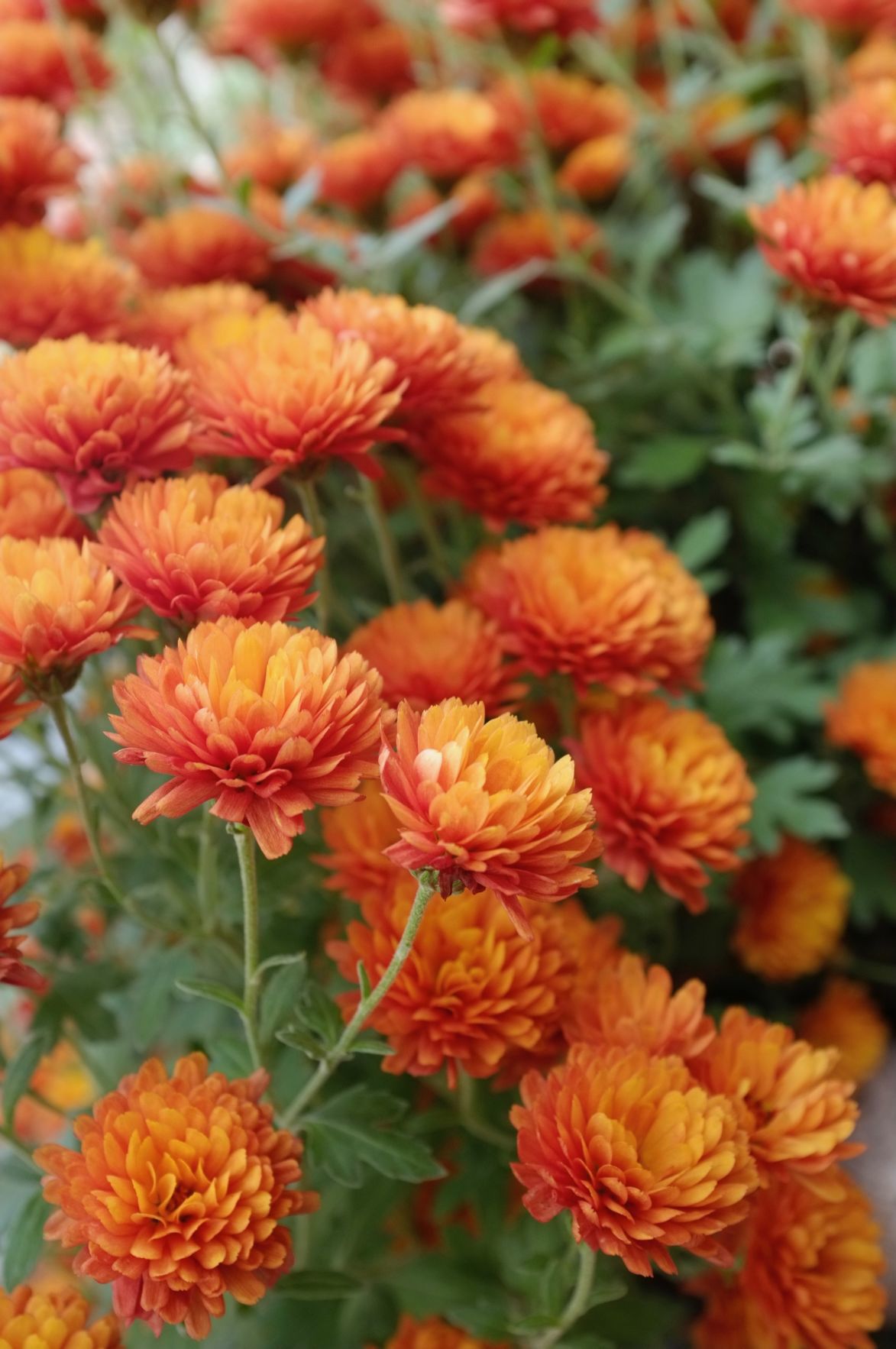 Ask a Master Gardener Light affect on plants Home And Garden