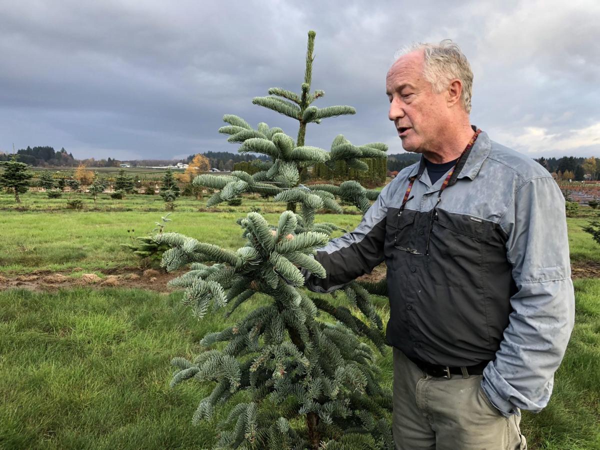 A Toxic Pesticide Once Targeted For A Ban Was Probably Sprayed On Your Christmas Tree Nrtoday Com
