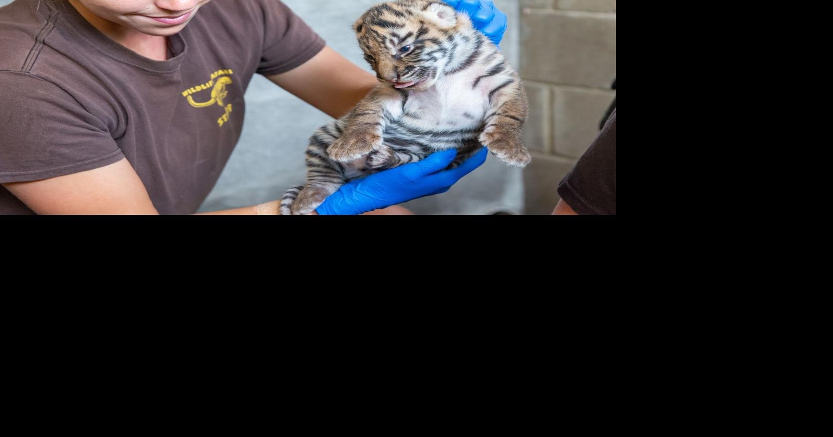 Baby Tiger: 5 Cub Pictures & 5 Facts - AZ Animals