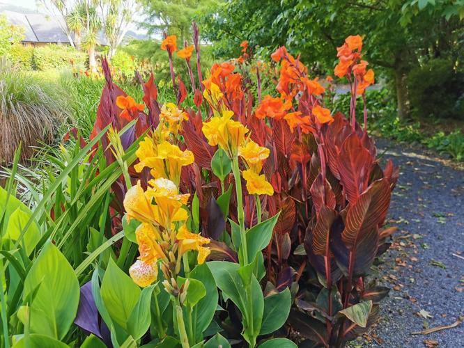 Ask a Master Gardener: Calla lilies vs. canna lilies