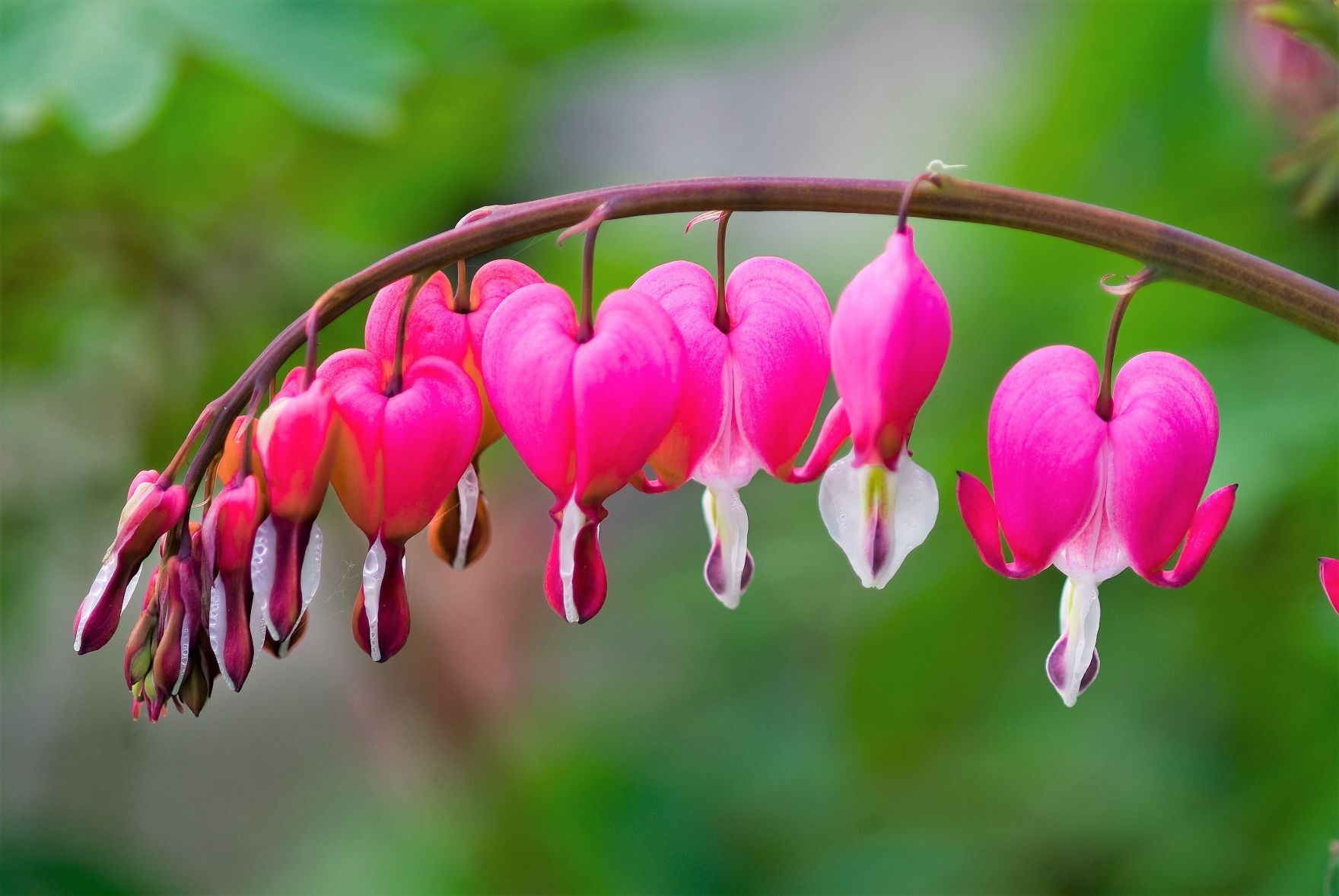 Ask a Master Gardener: Heart-shaped plants | Home and Garden