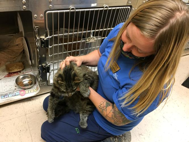 Tyee Ridge Complex fire update: Animals have returned home after ...