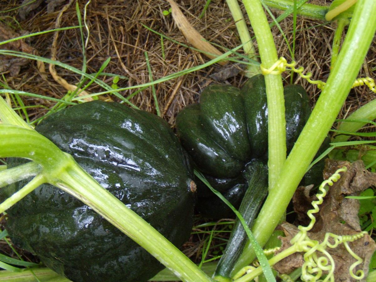 Ask A Master Gardener Growing Winter Squash And Pumpkins