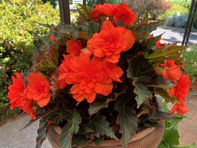 Beautiful begonias | Home And Garden 
