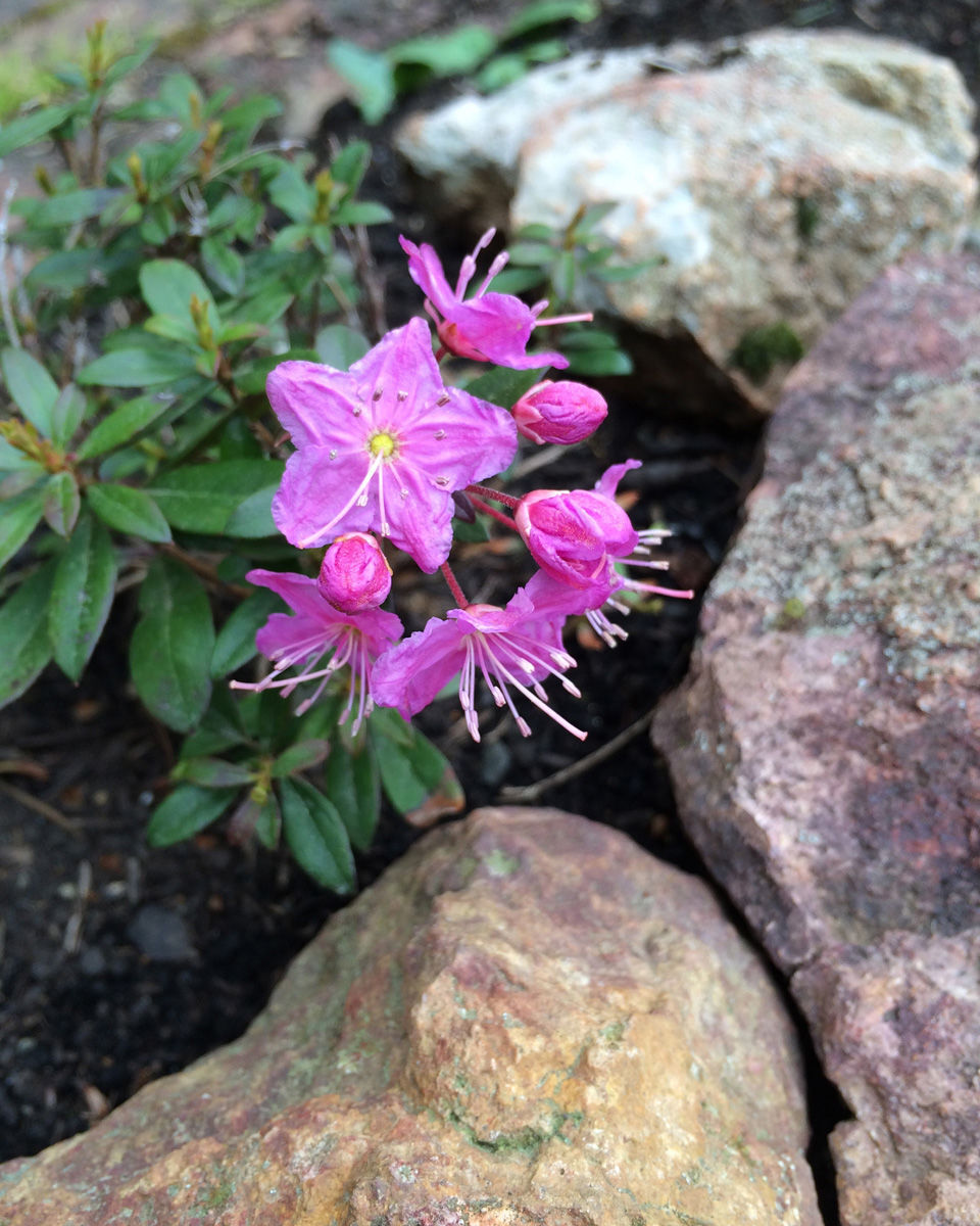 Glide Wildflower Show goes virtual for 2021 Glide