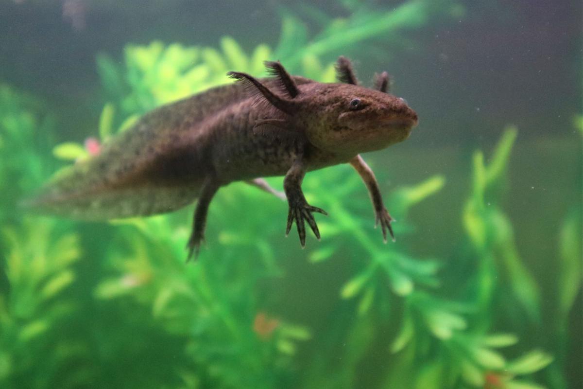 The Amazing Axolotl Education Nrtoday Com