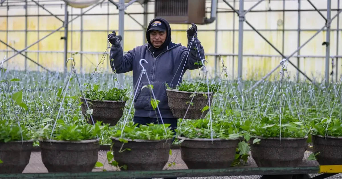 Oregon businesses that burn fossil fuels, like Woodburn Nursery & Azaleas, will see costs increase as Oregon’s Climate Protection Program is implemented (Laura Tesler)