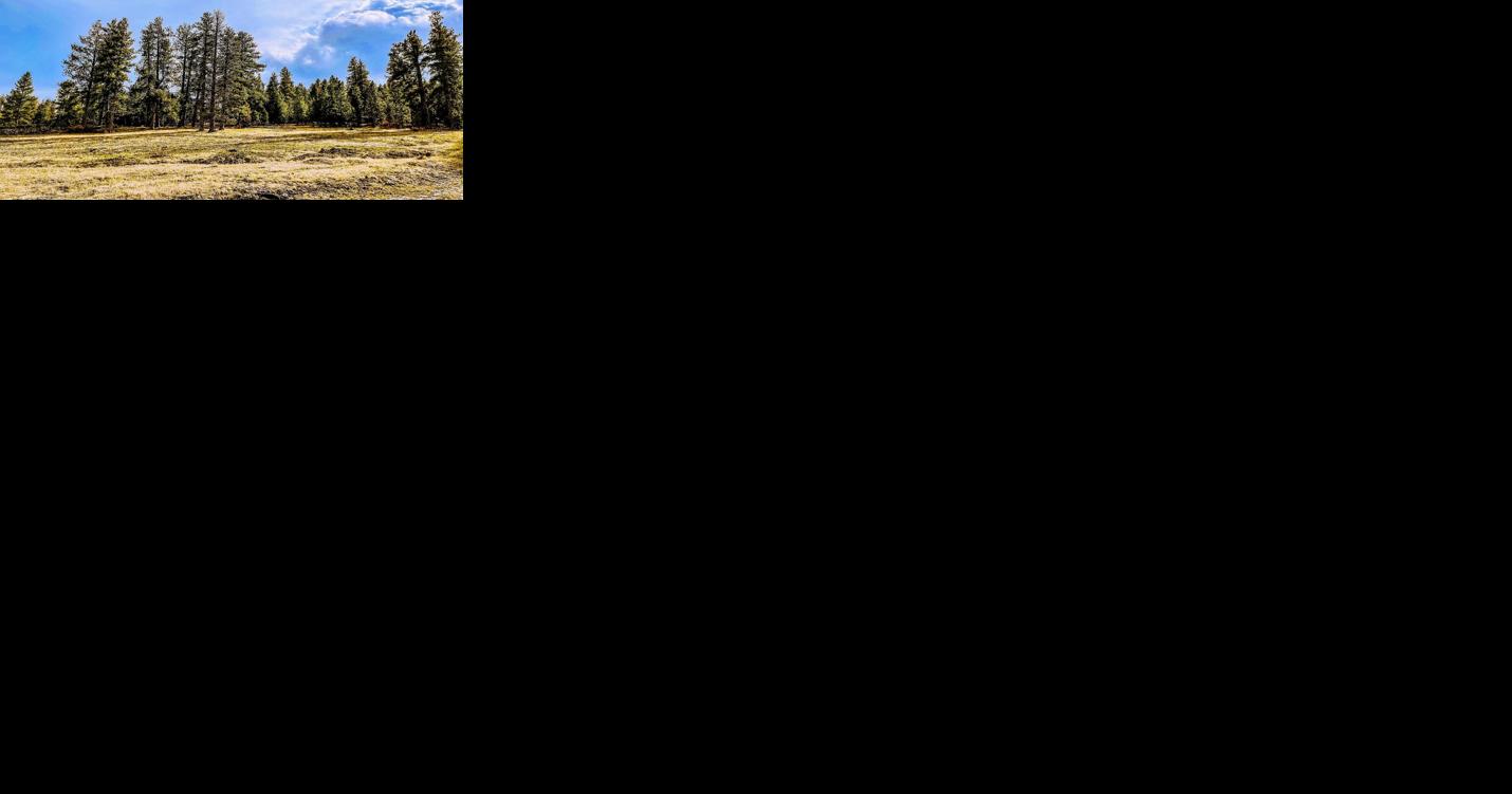 Tribes, forest service highlight co-stewardship projects - Vimarsana News