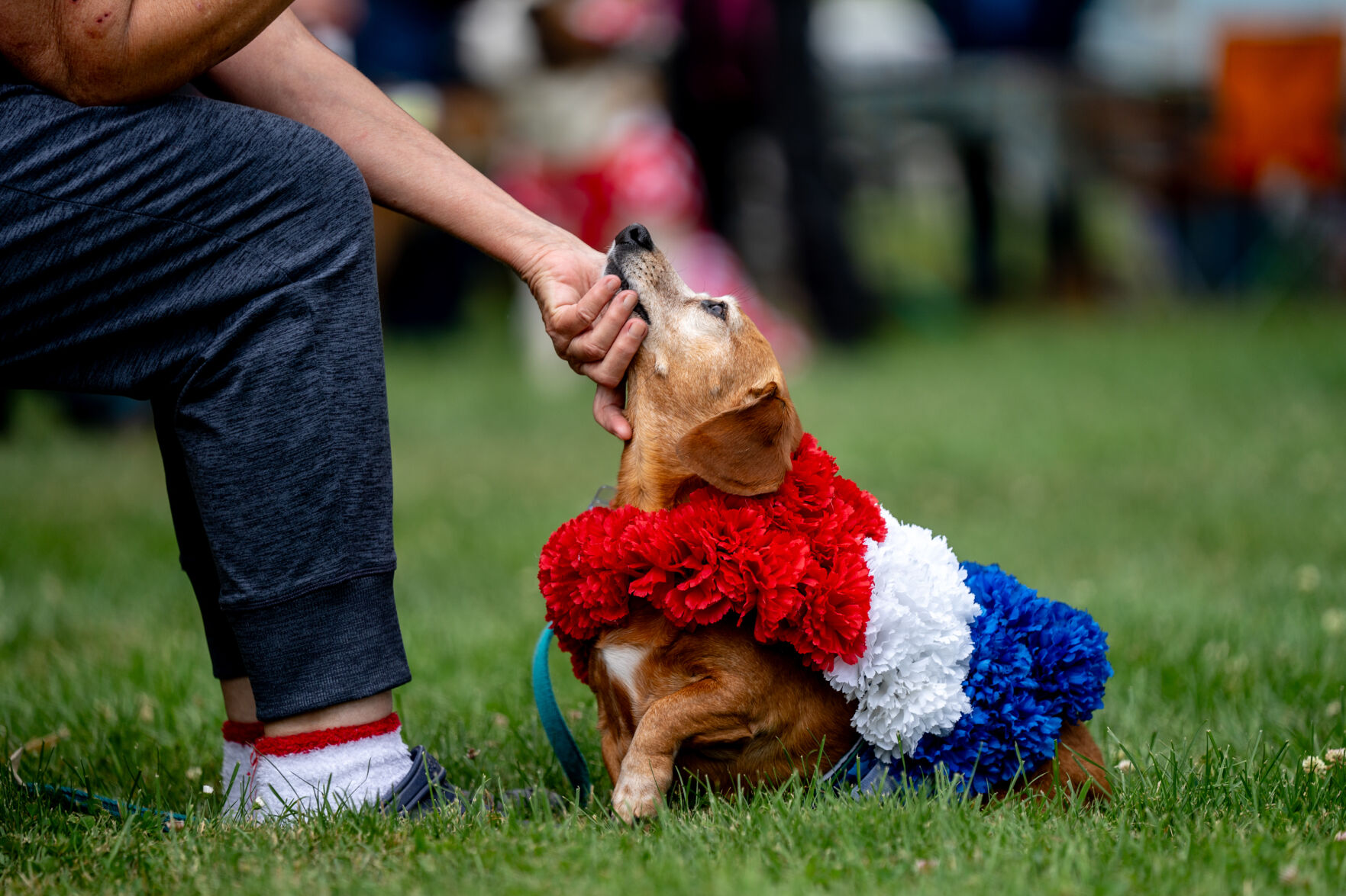 Buddy store dog woofstock