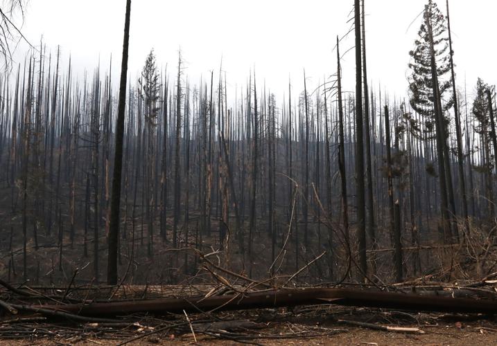 PacifiCorp settles with 10 timber companies | Archiecreek | nrtoday.com