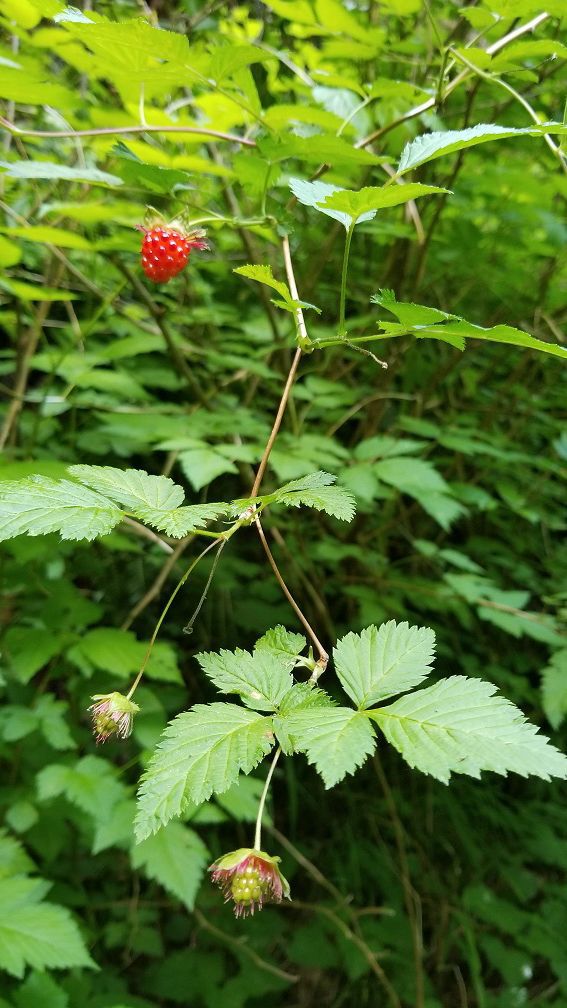 Identifying Native Oregon Berries Life