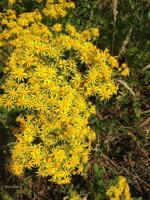 Ask a Master Gardener: Pretty yellow flower