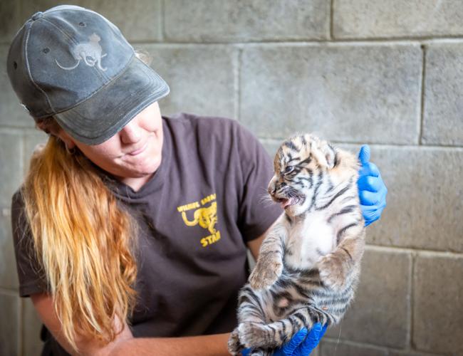 White Bengal tiger cubs unveiled at White Zoo in Austria, The Independent