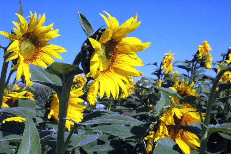Will growing sunflowers poison the soil? Home And Garden